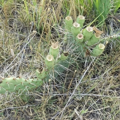 Opuntia cymochila