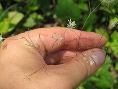 Thalictrum macrostylum