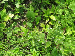 Thalictrum macrostylum