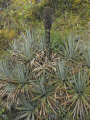 Puya membranacea