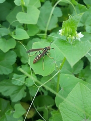 Polistes weyrauchorum