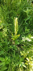 Platanthera huronensis