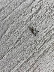 Epipaschia superatalis