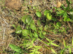 Packera serpenticola