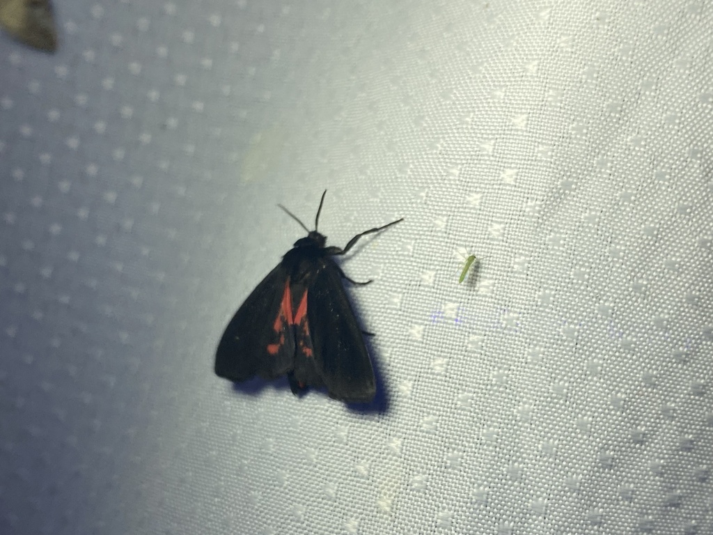 Apantesis figurata
