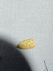 Sparganothis sulfureana