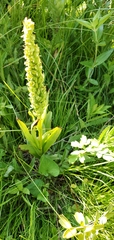 Platanthera huronensis