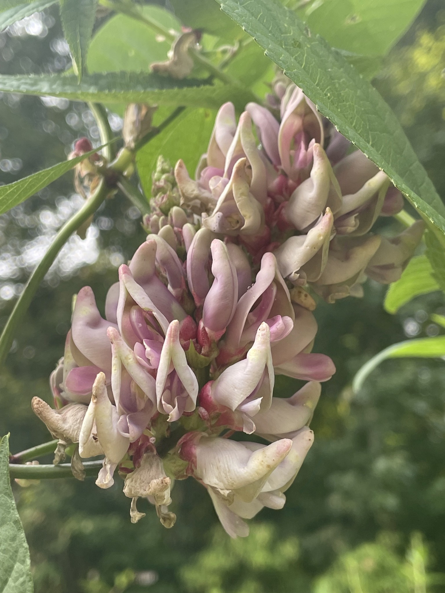 American Groundnut Vine