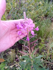 Chamaenerion angustifolium