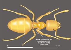 Acropyga arnoldi