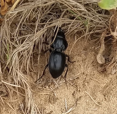 Pasimachus obsoletus