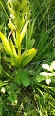 Platanthera huronensis