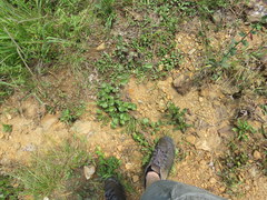 Packera serpenticola