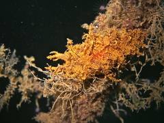 Dendronotus europaeus