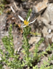 Eucephalus paucicapitatus