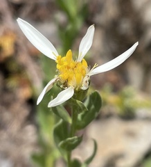 Eucephalus paucicapitatus