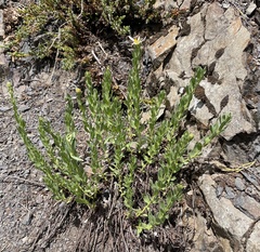 Eucephalus paucicapitatus