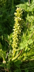 Platanthera huronensis