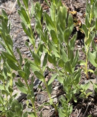 Eucephalus paucicapitatus