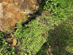 Packera serpenticola