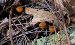 Xeromphalina cirris