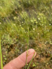 Juncus pelocarpus