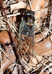 Diceroprocta marevagans