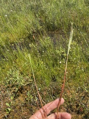 Juncus pelocarpus