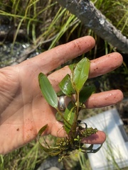 Potamogeton epihydrus