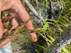 Potamogeton epihydrus
