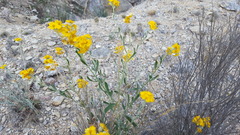 Psilostrophe gnaphalodes