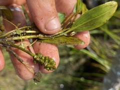 Potamogeton epihydrus