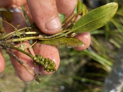 Potamogeton epihydrus