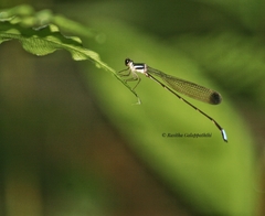 Platysticta serendibica