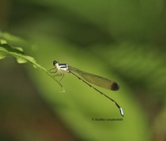 Platysticta serendibica