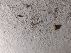 Bagisara repanda