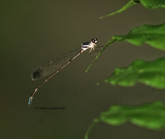 Platysticta serendibica