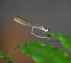 Platysticta serendibica