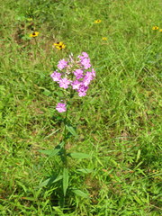 Phlox carolina