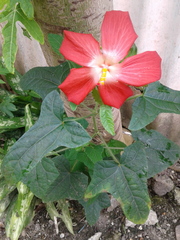 Abelmoschus sagittifolius