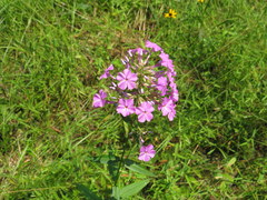Phlox carolina