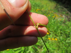 Dichanthelium microcarpon