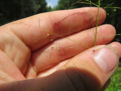Dichanthelium microcarpon