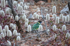 Barnardius zonarius zonarius