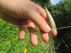 Dichanthelium microcarpon