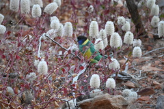 Barnardius zonarius zonarius