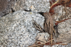 Oedaleonotus phryneicus