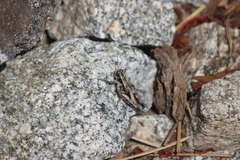 Oedaleonotus phryneicus