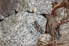 Oedaleonotus phryneicus