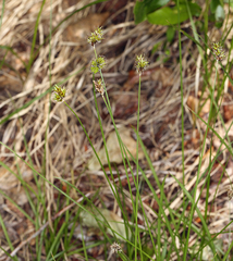 Carex illota
